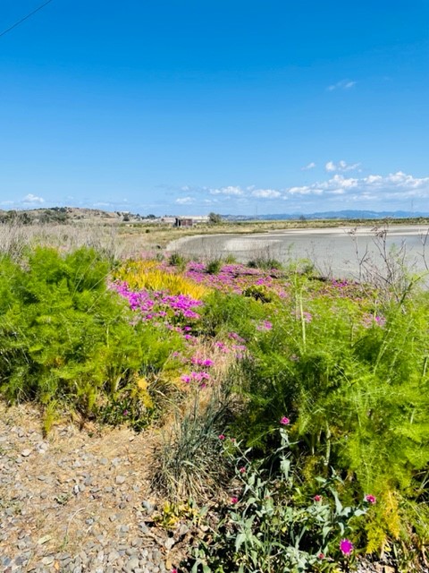 Landscape image of Point San Pedro Beach.